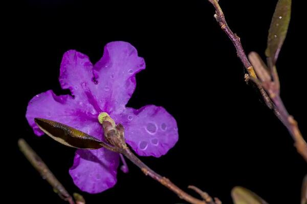 怎樣泡干枝杜鵑才能開花