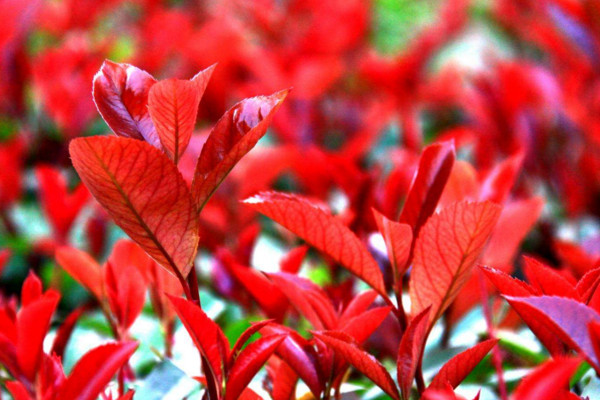 紅葉石楠開花嗎