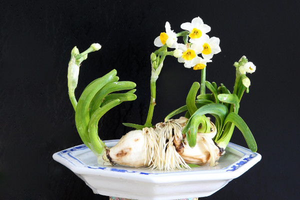 水仙花開過花后怎么辦