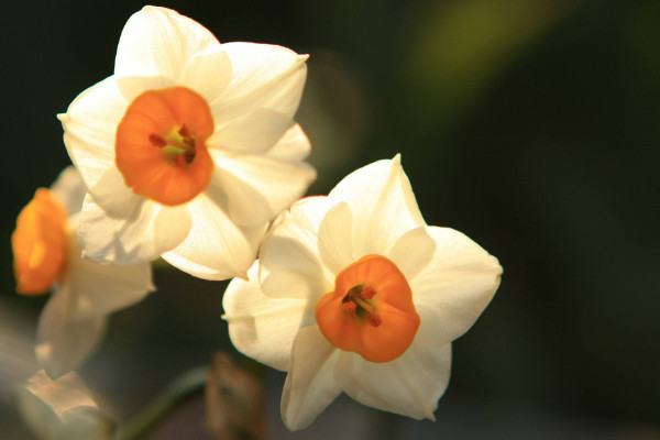 水仙花能剪葉子嗎