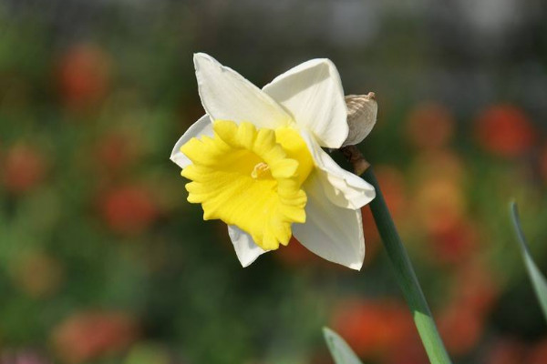 水仙花水培養殖方法