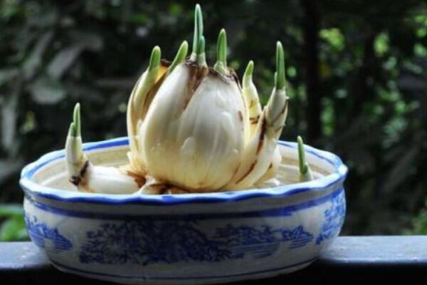 水仙花水培怎么養殖