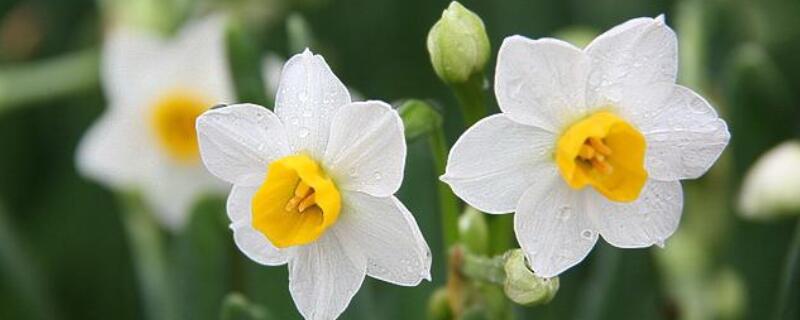 水仙花怎么養殖方法