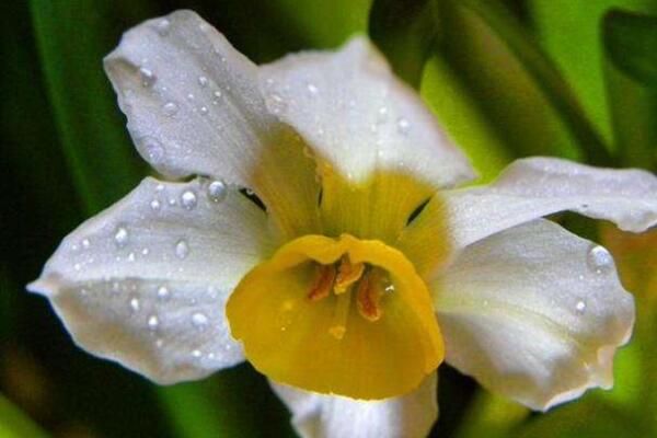 水仙花怎么養殖方法