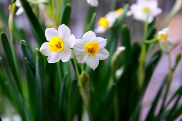 水仙花怎么養殖方法