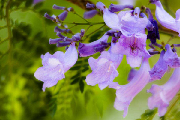 藍花楹花期什么時候