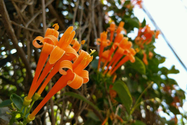 炮仗花花語(yǔ)