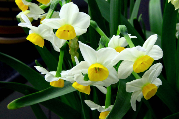 水仙花不開花怎么辦