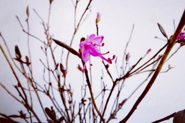 干枝杜鵑多久開花