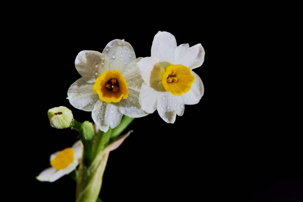 水仙花開敗了怎么辦