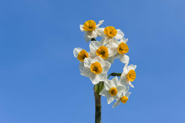 水仙開花后怎樣留明年