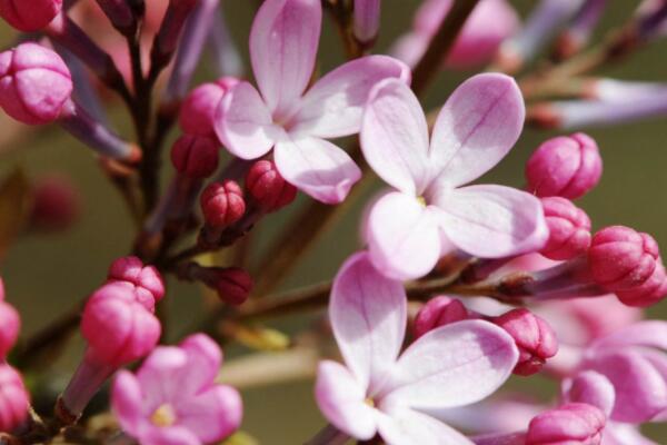 丁香花適合在室內養嗎