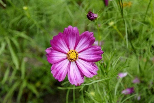 格桑花怎么播種