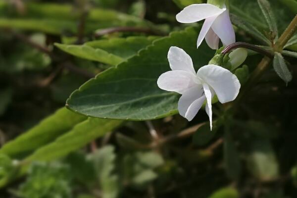 白花地丁能吃嗎