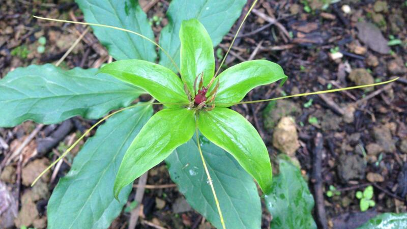 重樓種植技術