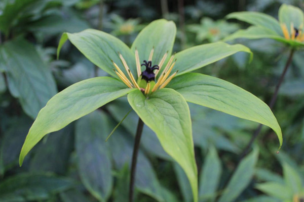 重樓種植技術