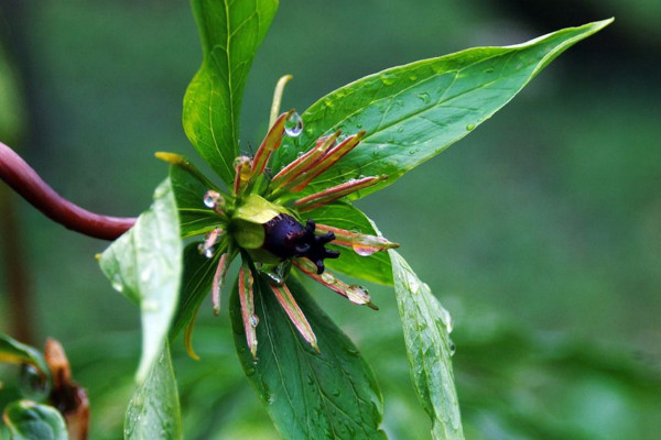 重樓種植技術