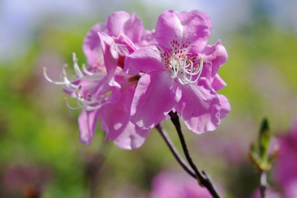 杜鵑花寓意