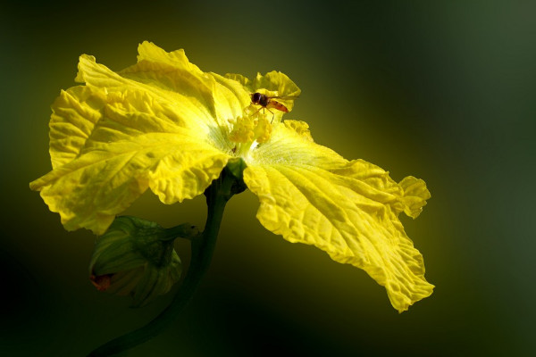 葫蘆花是單性花嗎