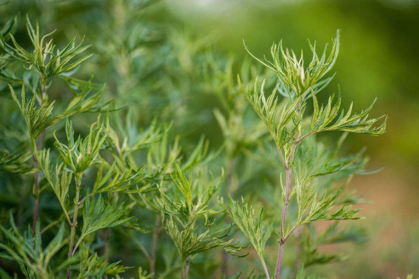 艾青是什么植物