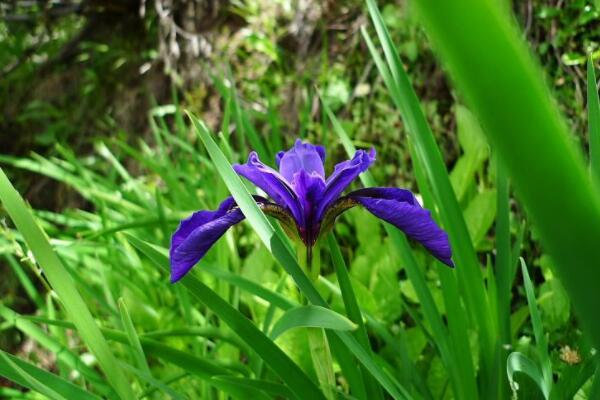 野生蘭花長在什么地方