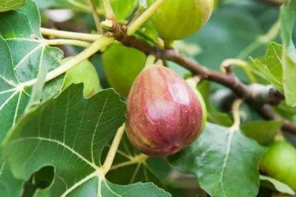 無花果不開花就結果嗎