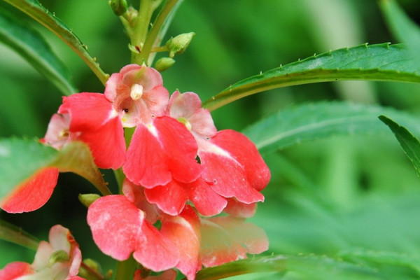 鳳仙花的生長過程