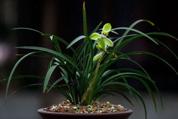 植物為什么要澆水