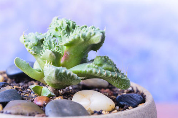 植物為什么要澆水