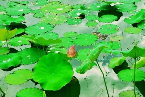 荷花葉子發(fā)黃干枯