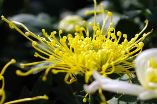 菊花屬于涼性嗎