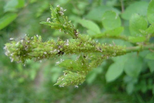 月季芽點為什么發(fā)黑