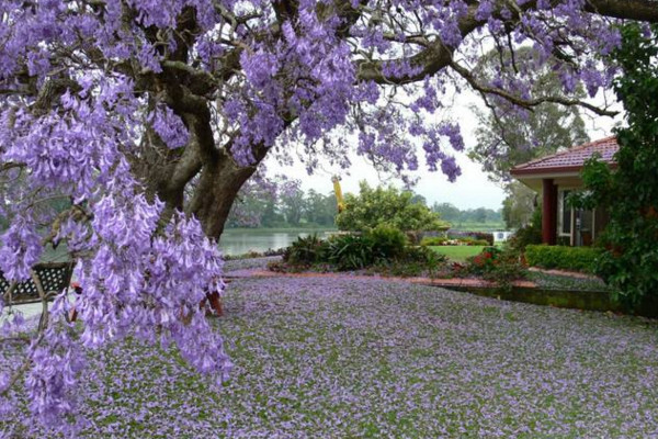 藍楹花和藍花楹區(qū)別