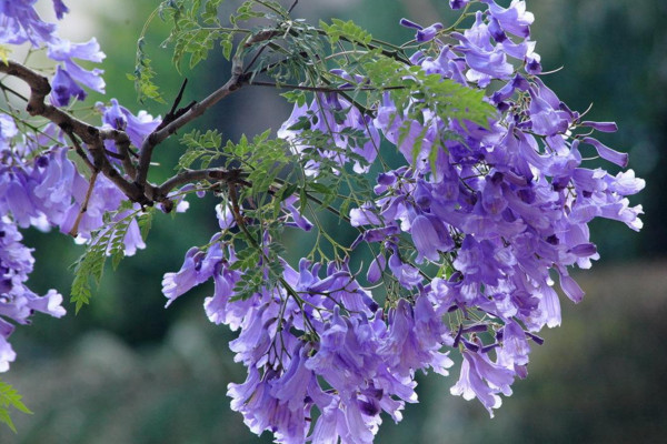 藍楹花和藍花楹區(qū)別