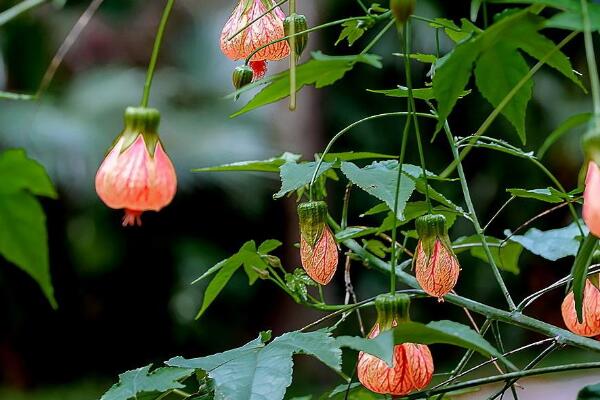 金鈴花養殖方法