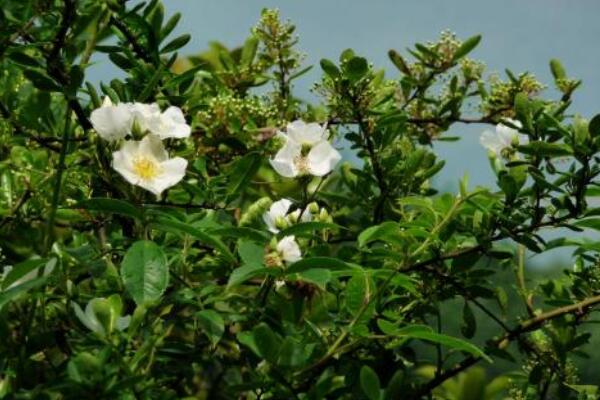 七里香花和海桐花區別