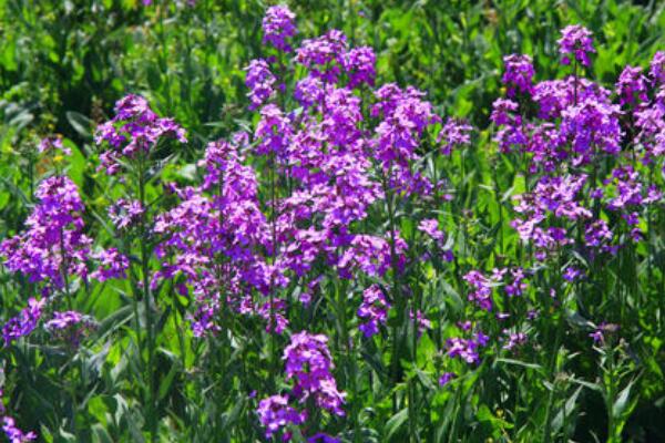 藍香芥怎么種