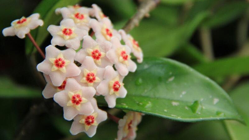 球蘭什么時(shí)候開花