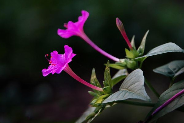 夜來香有毒嗎