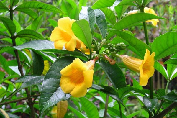 黃蟬花能在家里養殖嗎