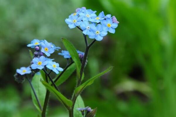 適合情人節(jié)送的花