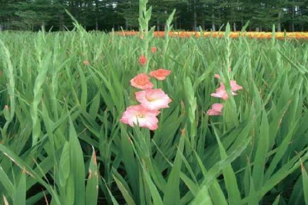 唐菖蒲不發(fā)芽