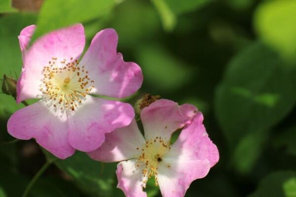 野薔薇有刺嗎