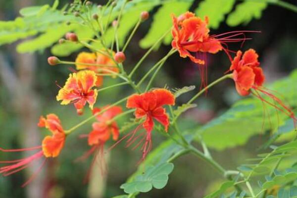 鳳凰花籽怎樣種植