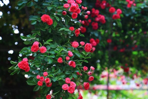 紅花木香和薔薇的區別