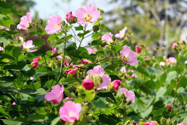 芙蓉花開過了怎么處理