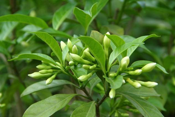 狗牙花和假狗牙花區別