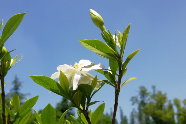 梔子花的花語