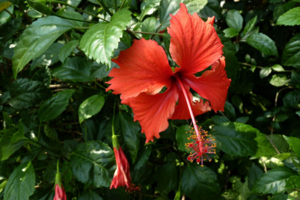 朱槿花怎么養