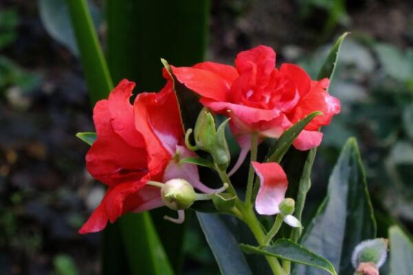 鳳仙花掉花苞的原因